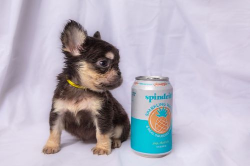 Meet Nova: Your Long-Haired Chocolate and Tan French Bulldog Companion