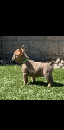 Female French bulldog puppy ready for a new home.