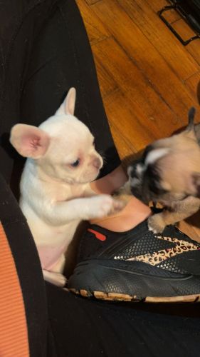 AKC FRENCH BULLDOGS