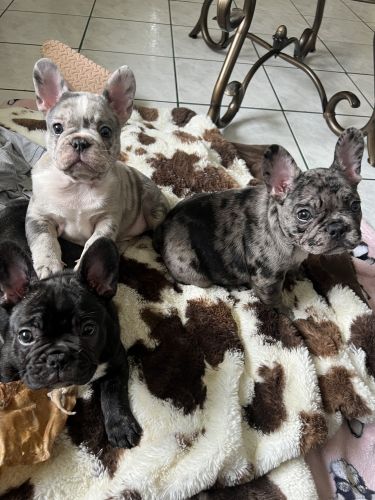 French Bulldog Puppies