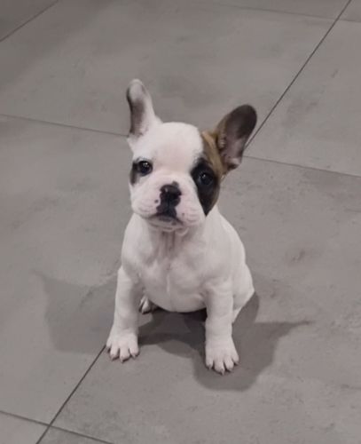 French Bulldog Puppies for sale in Campbellfield VIC 3061, Australia. price: $5,000