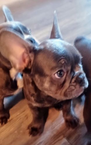 Blue Frenchie From Europe