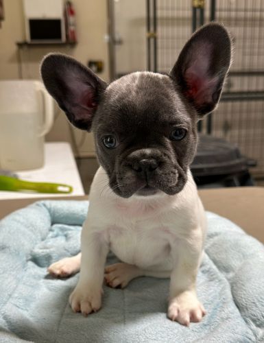 French Bulldog puppies