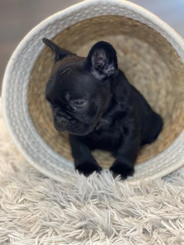 AKC Frenchie black female