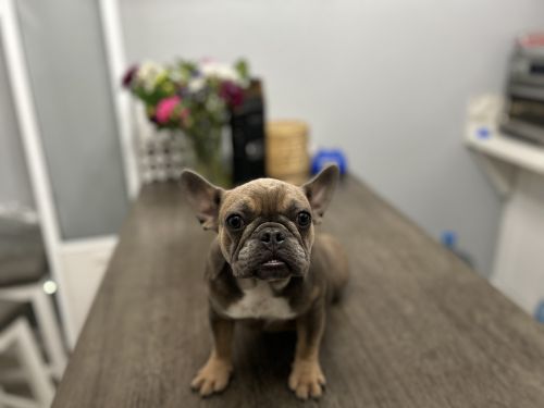 Baby yoda french bull dog loving sweet