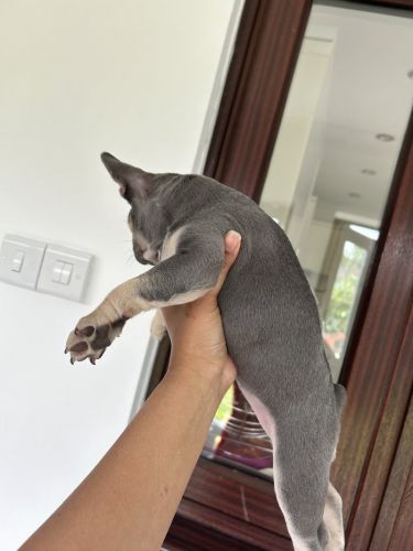 Health tested french bulldog puppies