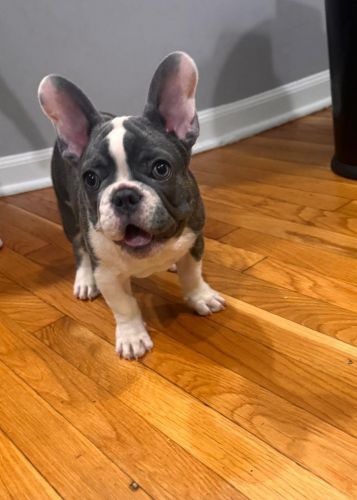 French Bulldog puppies