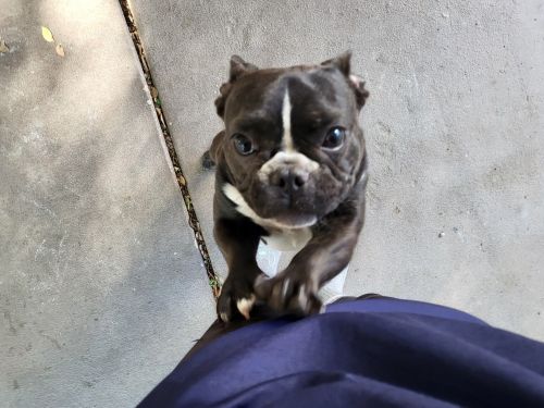 Frenchies (as couple only)