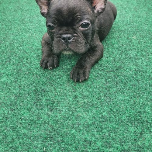 French Bulldogs