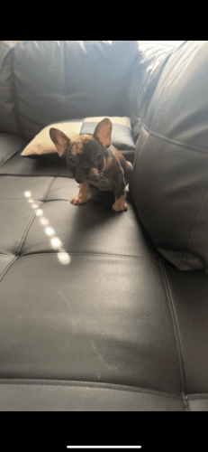 Female frenchy Merle