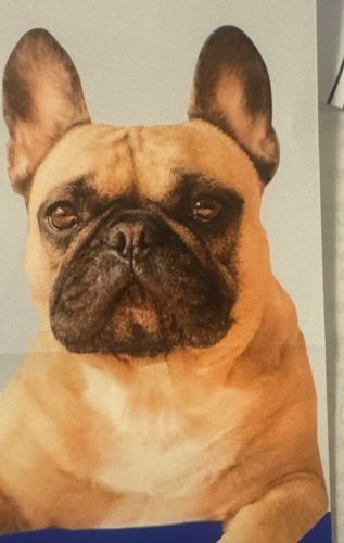 Dogs Name: Dolph XIX