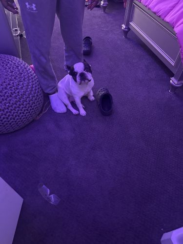 Frenchies need a new home