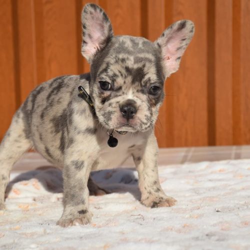 French Bulldog For Adoption