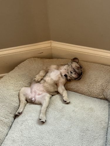 Sweet little Frenchie girl for sale