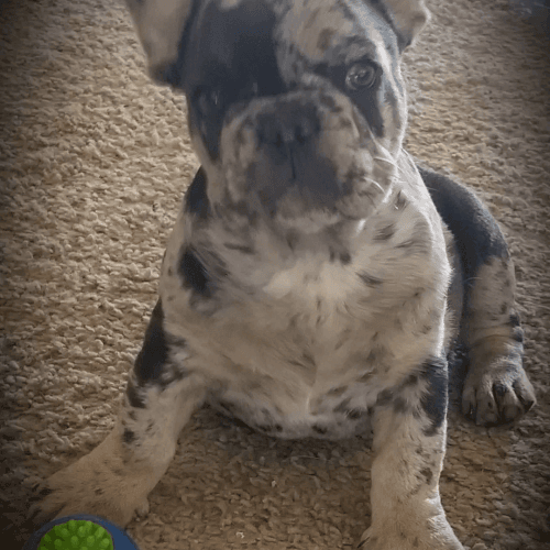 AKC FRENCH BULLDOG PUPPIES