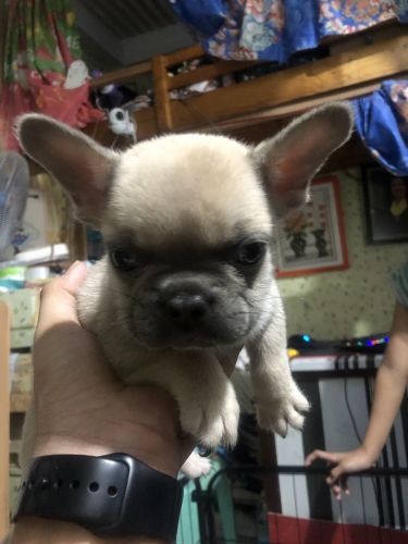 French Bulldog Cutie puppies