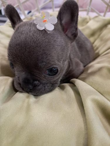 Mini Frenchie