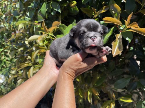 Adorable Frenchie Puppies