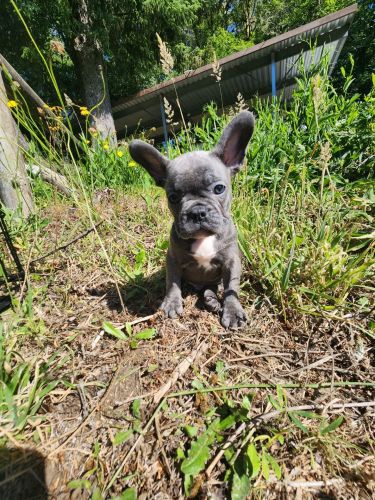 Ready now for furever homes