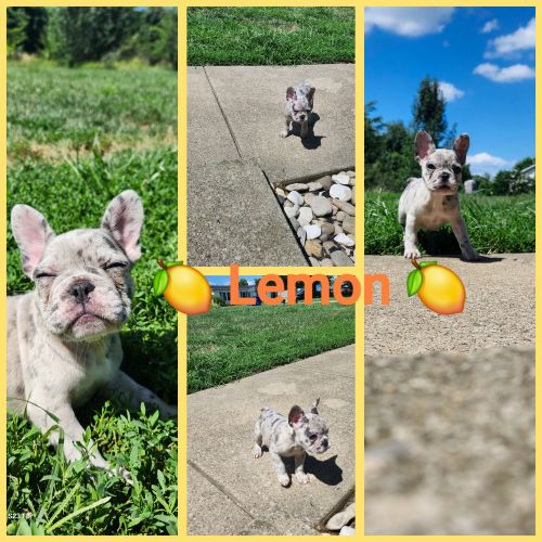 French bulldogs puppies