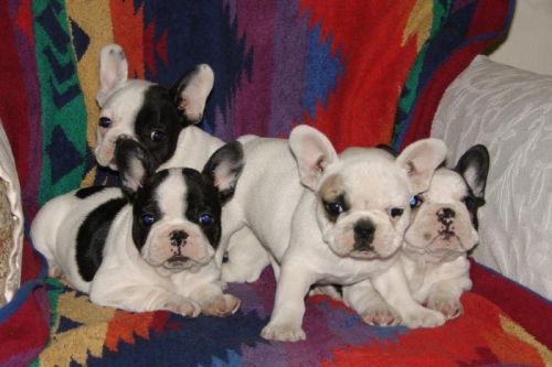 Cute Affordable French Bulldog Puppies