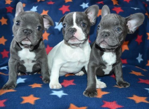 French Bulldog Puppies
