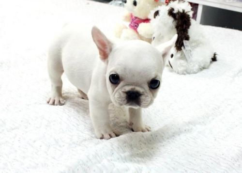 French Bulldog Pupsie puppies