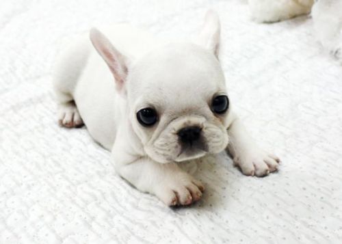 French Bulldogs for Re-homing