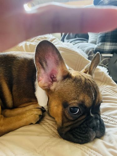 French bulldog for sale