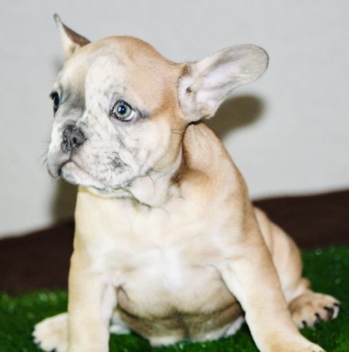 French bulldogs for Sale. Exotic colors. Working man’s price.