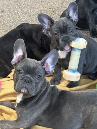 AKC Frenchie's