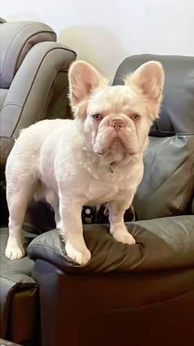 Fluffy French Bulldog