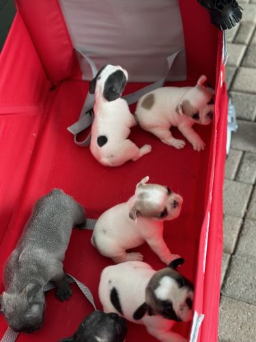 French bulldog frenchies Akc