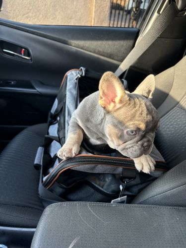 French bulldog puppy