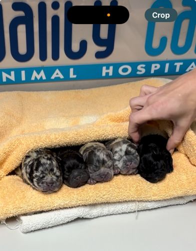 Adorable Frenchie Puppies for Sale!