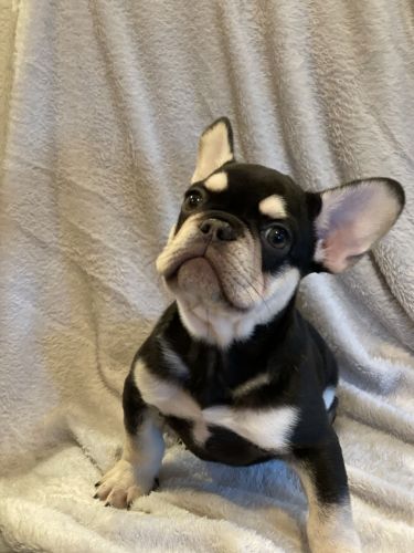 AKC Adorable Frenchies need homes!