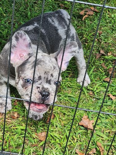 AKC FRENCHIE LEONARD