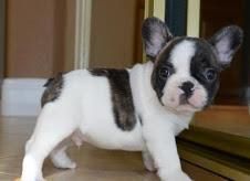french bulldog puppies ready new homes