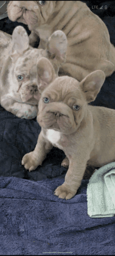 Isabella Merle Big rope carry fluffy