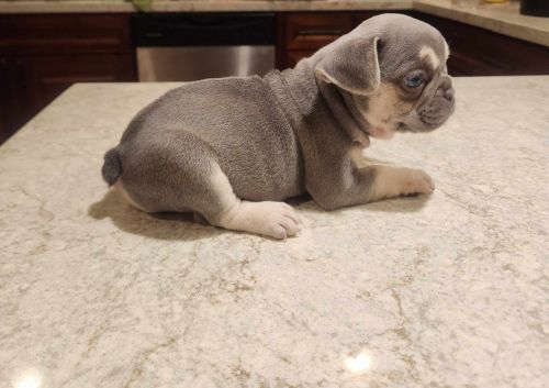 Female French bulldog