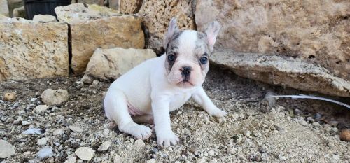 Frenchies for sale