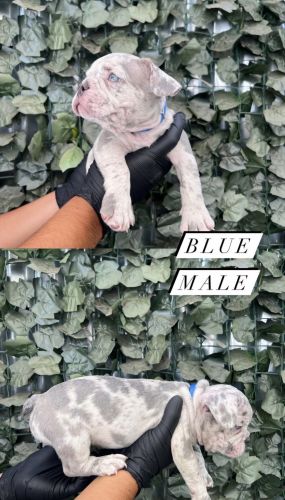 French bulldog Frenchie puppies