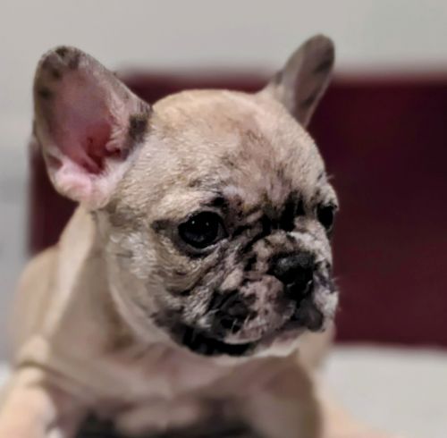 AKC. Ch Bloodlines PRICED TO SELL