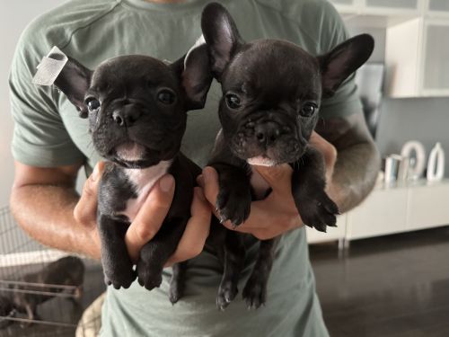 Cute frenchies looking for a home
