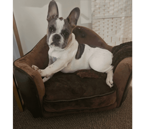 French Bulldog Puppies for sale in Geelong VIC, Australia. price: $2,500