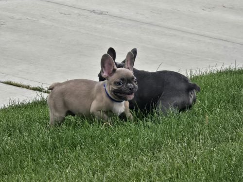 Frenchie Puppies for sale/French Bulldog puppies