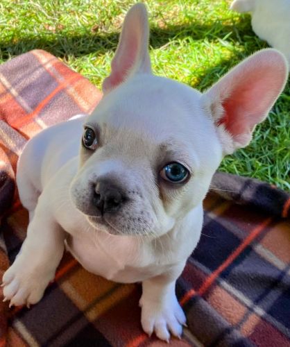 Female French Bulldog 8 weeks