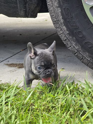 French bulldog puppy