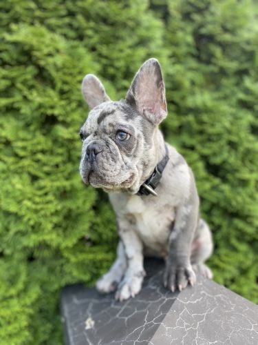 Blue Merle French Bulldog that can speak