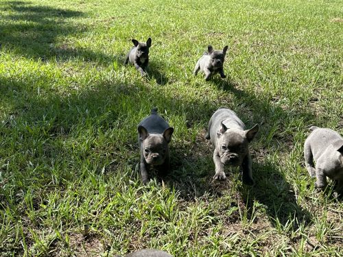 French bulldogs